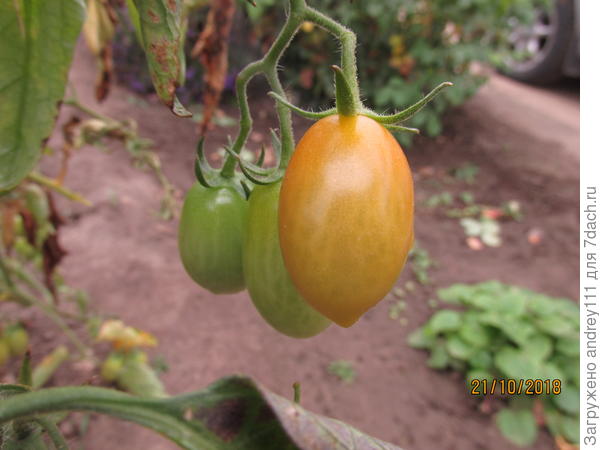 Наперегонки с осенью.