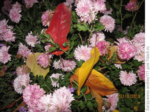 Скоро их совсем засыплет листвой.