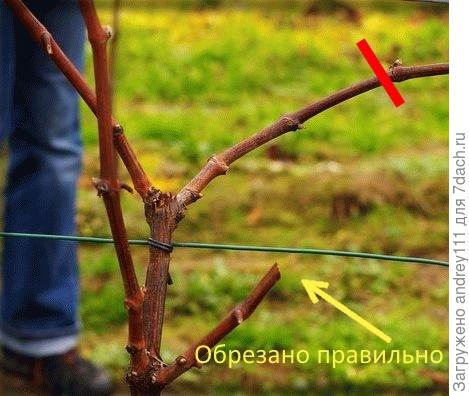 Резать под почкой так: