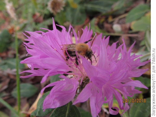А этому некогда. За работой, да в меховой телогрейке и тепло и вкусно.