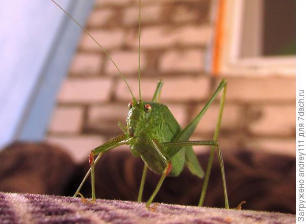 Он что то слишком долго позирует. Замерз наверное.
