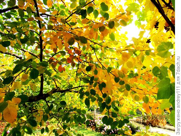 Карамельки. Смотреть на весь экран!