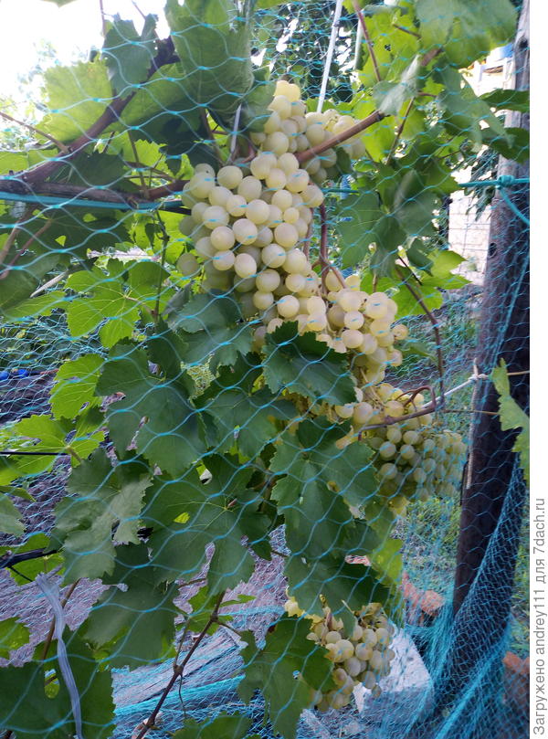 Вот так выглядит настоящий Алешенькин. Лист  совсем другой.