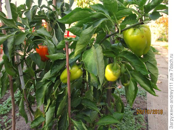 Вымахали по 80 см высотой (еще и укорачивал!). Зрели до конца октября. И ничем не хворали.