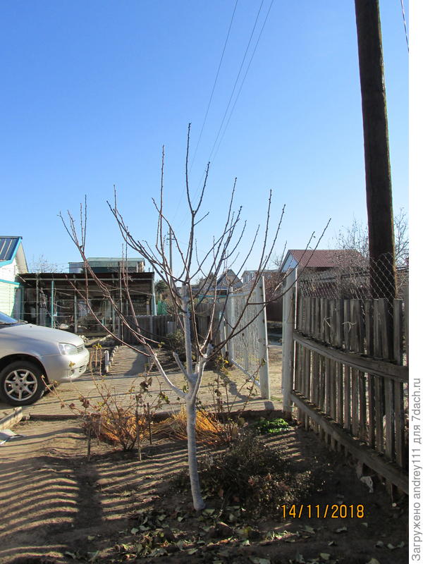 Одинокая мумия сливы.