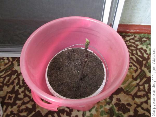 Ведро на всякий случай от мышей.