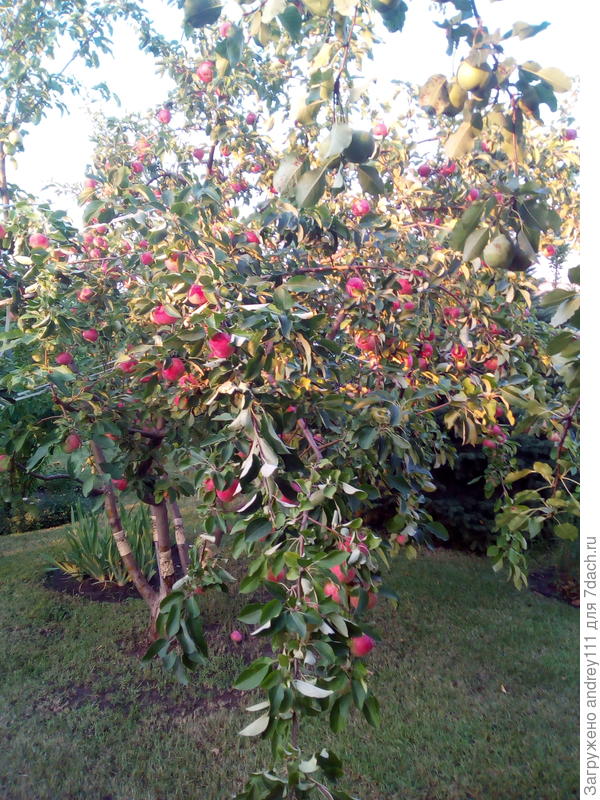 А это прошлый год август (летние) на этом же дереве.
