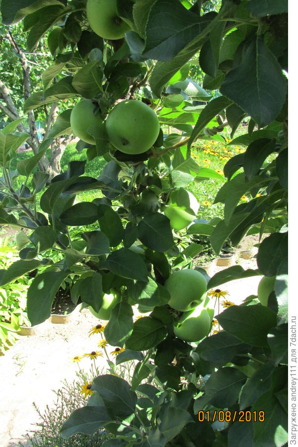 Вот они 1 августа. До созревания в начале сентября увеличились раза в полтора еще и чуть-чуть подрумянились на солнечной стороне.