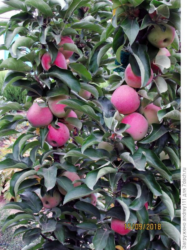 Эта поскромнее. Хотя у нее три ствола и все три с урожаем.