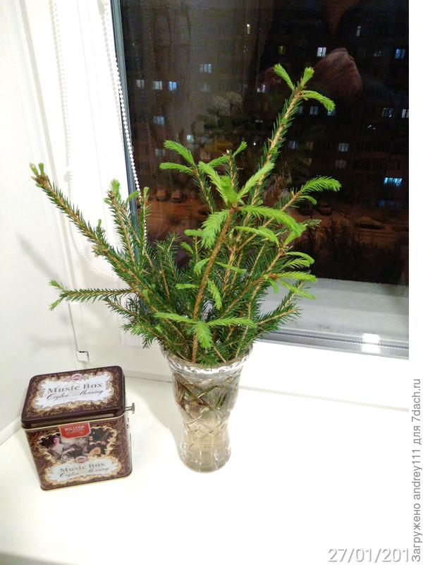 Елка постепенно превращается в пальму.