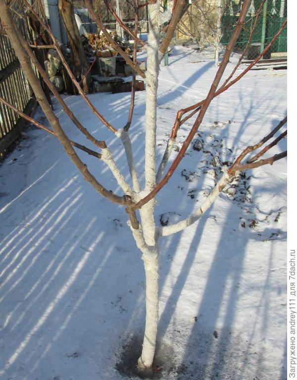 Белят ли молодые деревья. Можно ли белить деревья при минусовой температуре. Можно ли белить деревья при минусовой температуре осенью.