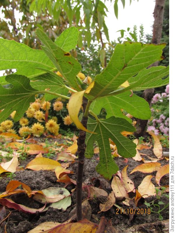 Последние деньки "на воле".