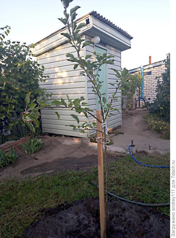 Новичок на грядке.