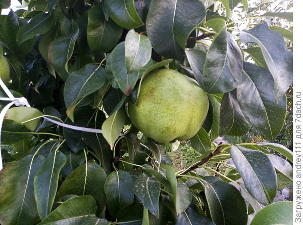 Это еще совершенно несъедобно. Они и в октябре еще дубовые. Есть начинаем с середины ноября.