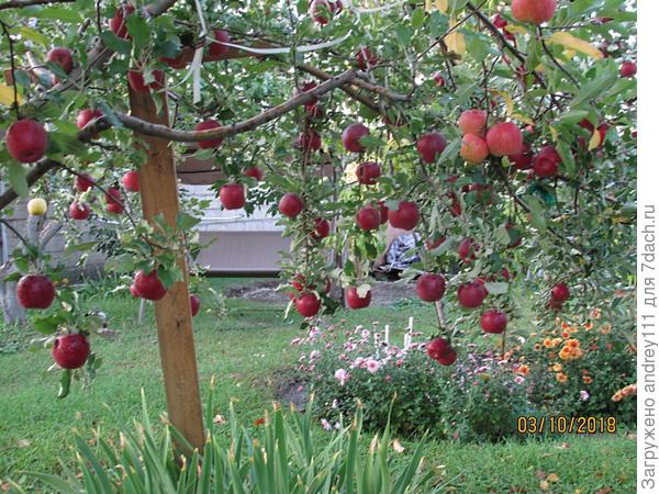 Перед уборкой. Светлые на переднем плане - другой сорт.