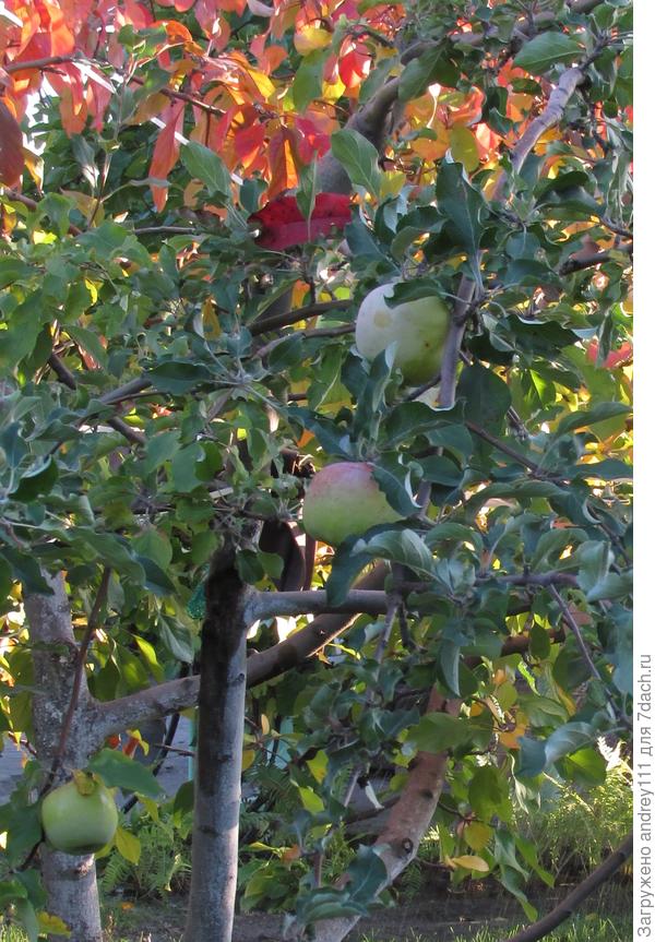 Последние из этого сорта в прошлом году. 10 октября. Эти припозднились слегка.