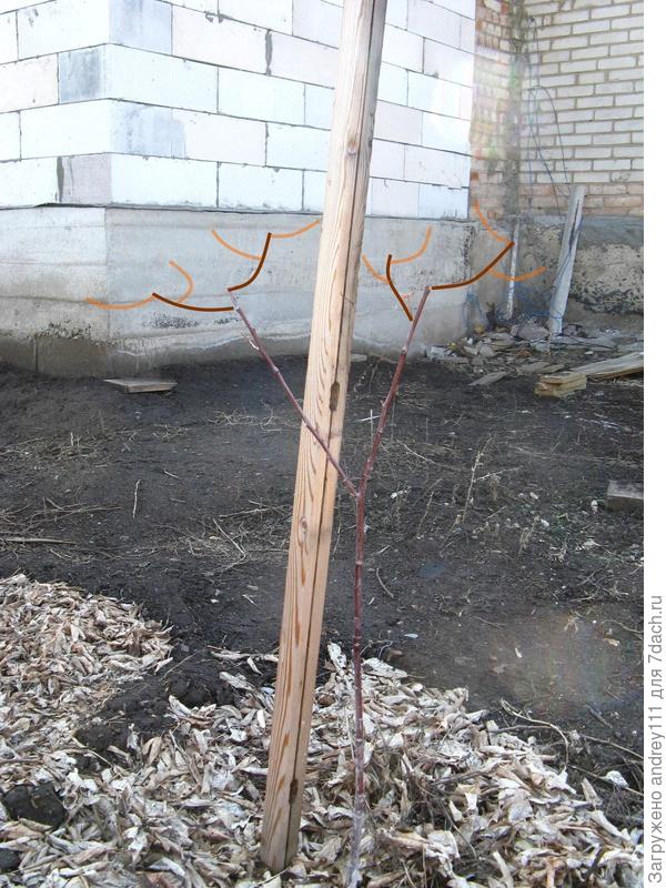 Вариант обрезки для начала формирования такой кроны. Я пририсовал дальнейшее формирование.