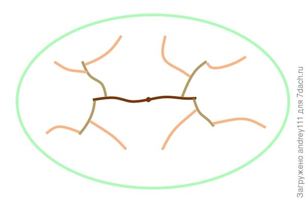 В результате отрастания веток из этих почек должно получится 4 побега (потом 8), расположенных в плоскости так: