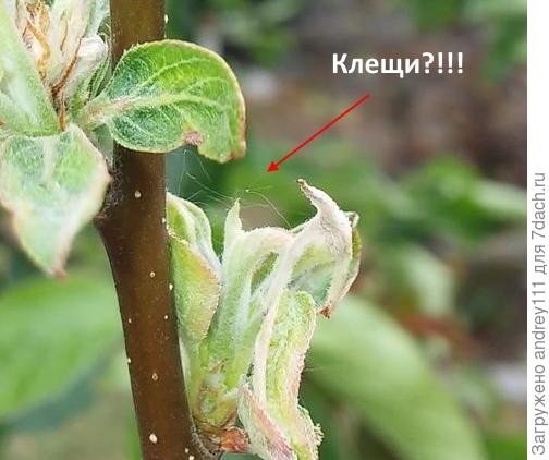 Может шугануть клещика?