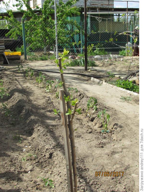 Вот как я обрезал ее 2 года назад при посадке.(Сажал в  конце марта).