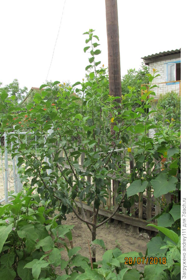 Это она же через год с небольшим. Уже есть 2 яруса.