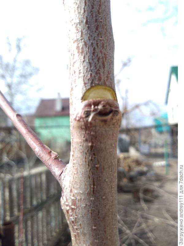 Сейчас начинаю формировать 3 ярус. Кебровка для отращивания ветки в нужном месте.
