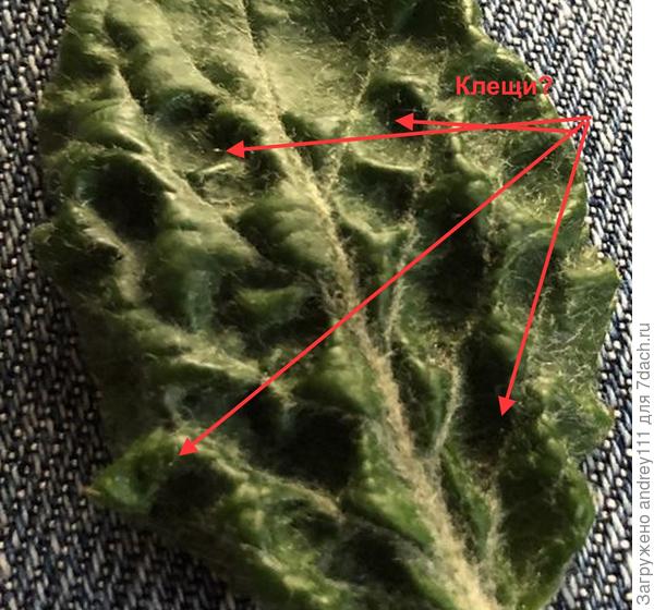 Видно плохо, но вроде кто-то есть.