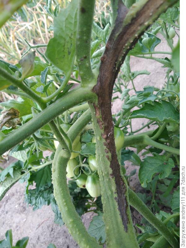 Это уже запущенный случай у соседей на огороде.