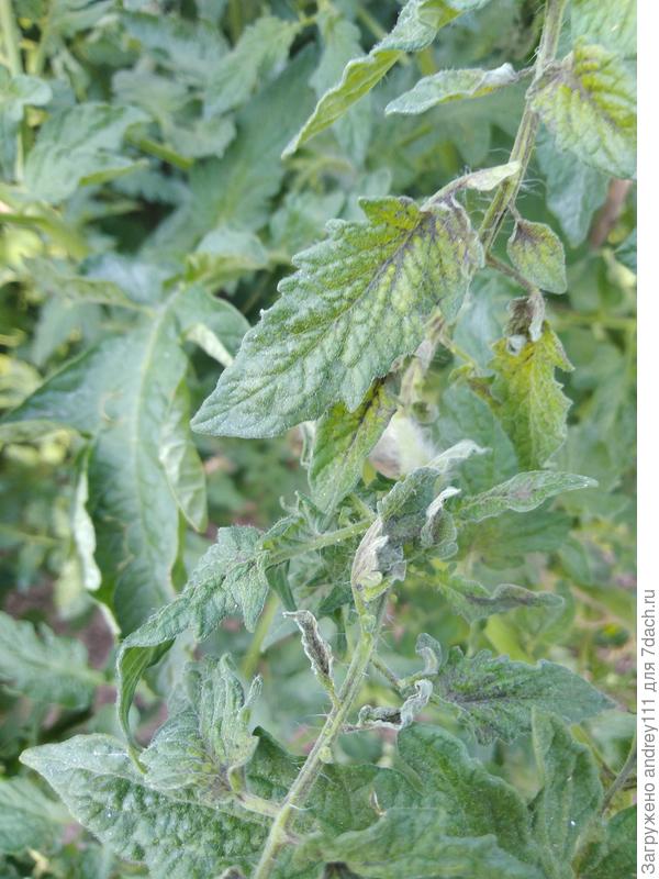 Начальная стадия. некоторые листья на верхушках вянут, чернеют, засыхают.