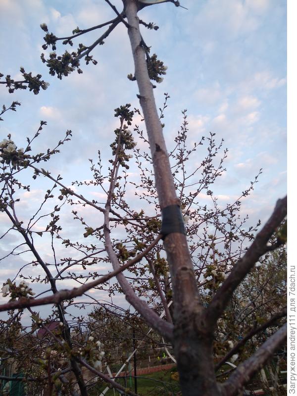 Ветка от левого ствола привита в правый.