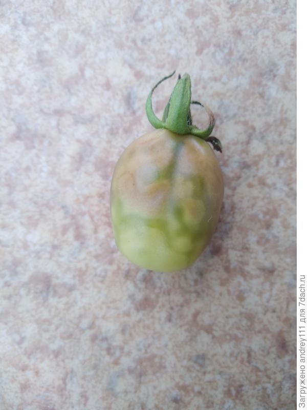 Зараза постепенно спускается и портит завязи покрупнее.