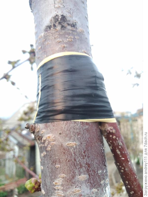 Ветка от правого ствола привита в левый.