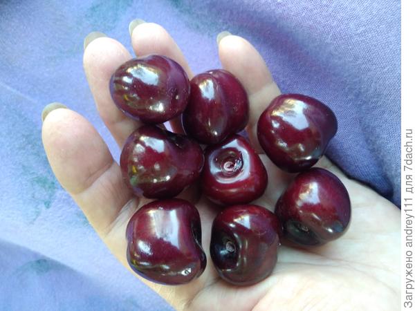 Это конечно не помидоры, но тоже вкусно.