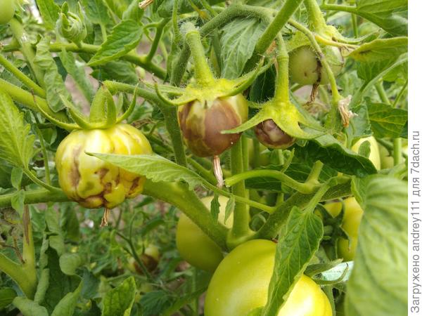 Еще фото от соседей. У них практически все кусты в таком состоянии. Обрабатывались "Ревусом" 1 раз уже после заражения.