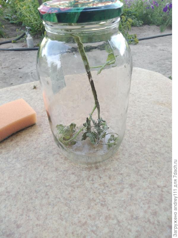 А этот образец могу отправить для личного знакомства.