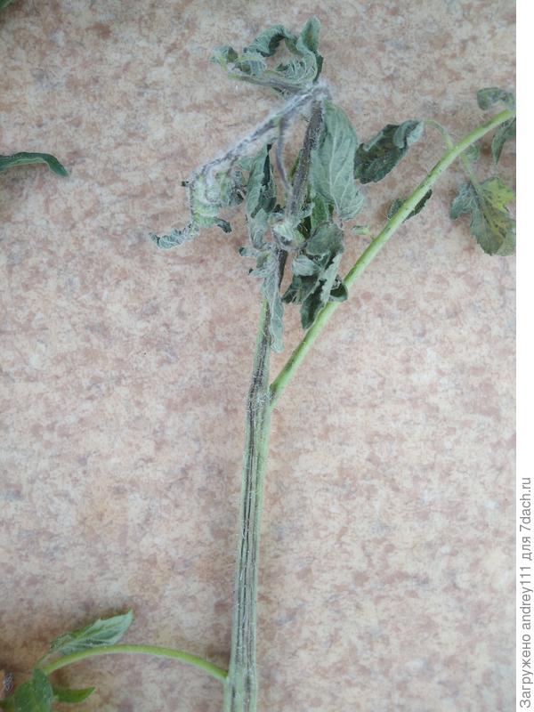 Потом вся верхушка побега поникает на побеге образуются продольные усыхающие черные полосы.