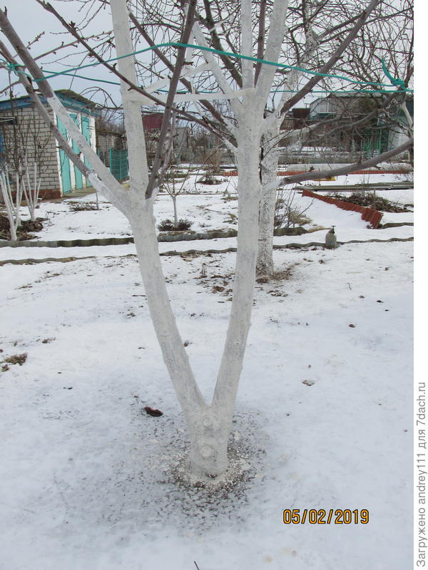 &quot;Нехорошая крона&quot;