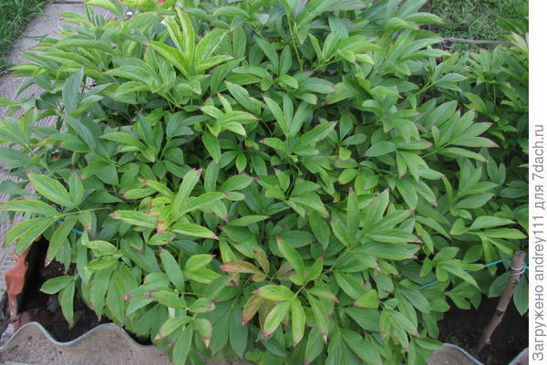 Сейчас выглядит так.