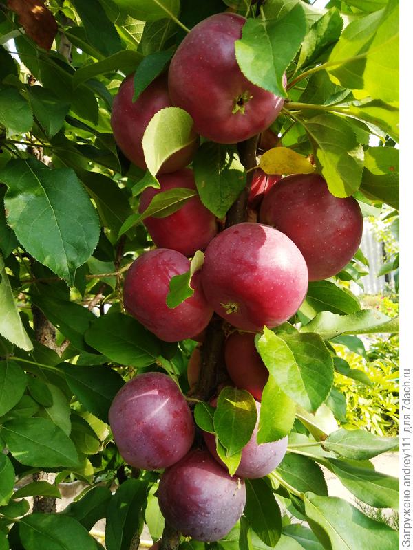 А эти с безымянной колонки помельче, зато их много и они уже готовы. Толкаются ягодицами. Спихивают друг друга с дерева.