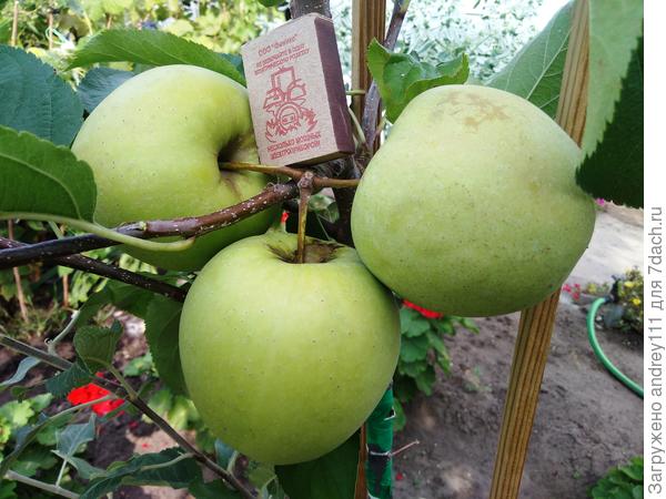 Голден делишес. Первый урожай 3-летки (У нас ровно 1 год). Им еще висеть месяц. Будут размером с арбуз наверное.