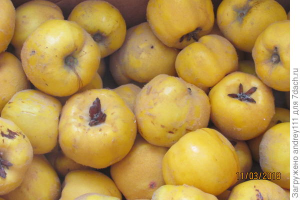 Вот такая в марте.