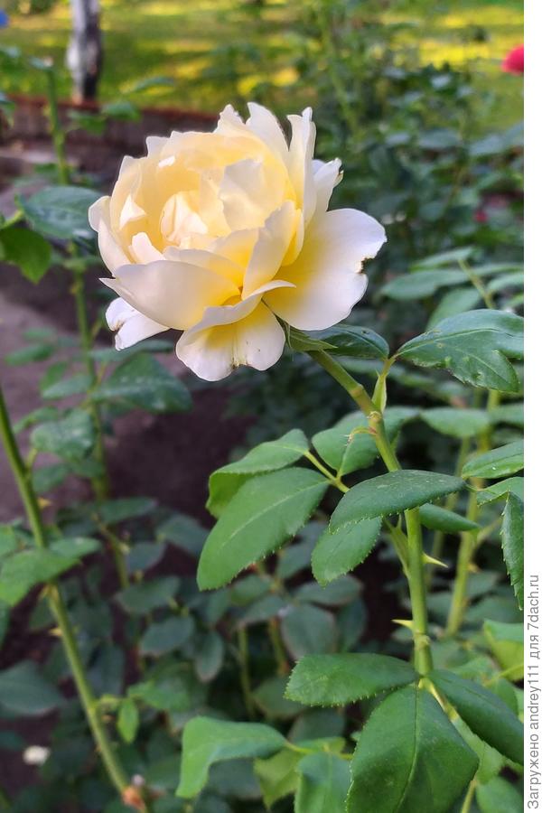 Самая душистая наша роза