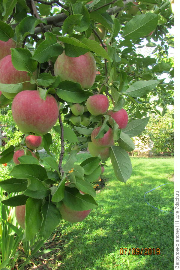 Яблочки без названия, зато с отличным вкусом.