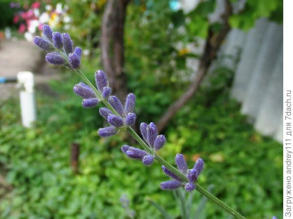 Расцветает посеянная весной лаванда.