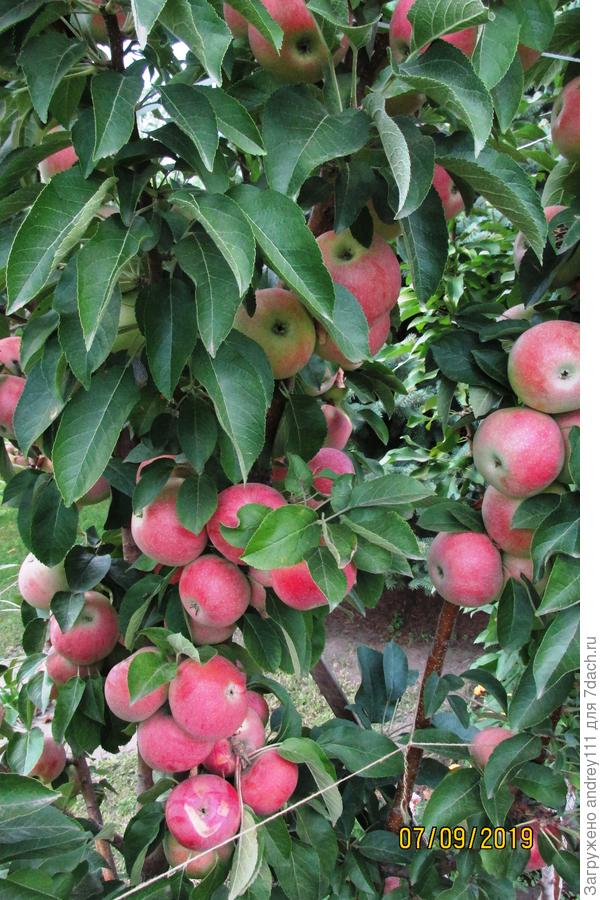 Эти сидят тесно. Колонка как студенческая общага. &amp;quot;Яблоку упасть негде!&amp;quot;