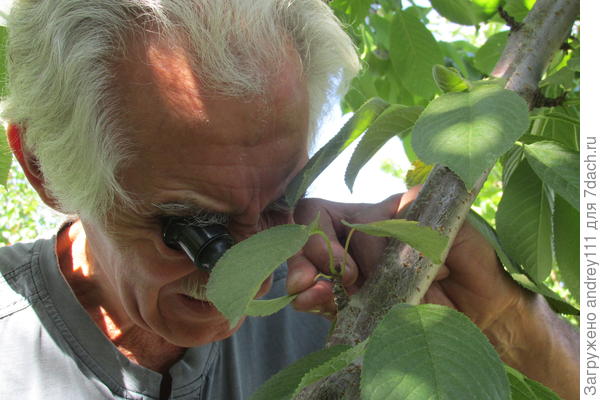 Цветы и плоды это конечно забавно, но сейчас меня интересуют гораздо более мелкие ребята. Терминатор за работой.