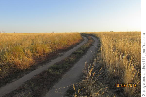 Клещей погонял, урожай в багажнике, а по дороге домой свернули на степной проселок. Это не овес. Это ковыль. Вернее то, что от него осталось.