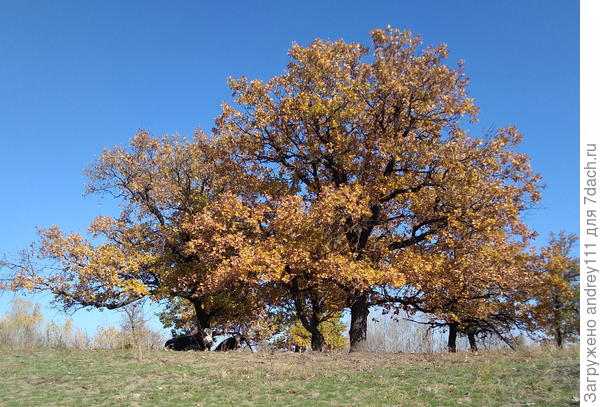 Безмятежность.