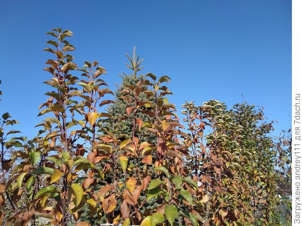 Вторую неделю сухо. Воду уже давно отключили. Земля сохнет. Хоть руками таскай!