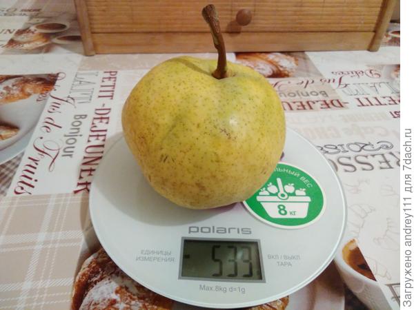 Это зимняя груша. Летней фоток нет.